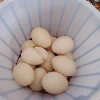 تخم اردک خارجی