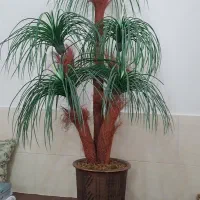 نخل مصنوعی|گل مصنوعی|ابهر, |دیوار