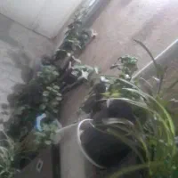 ۲۵عدد گل زینتی طبیعی