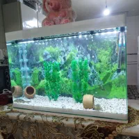 اکواریوم|ماهی|قزوین, |دیوار