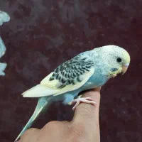 مرغ عشق دستی و عروس هلندی