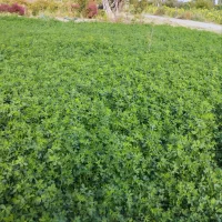 باغ ویلایی در روستای باروج