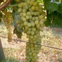 نهال انگور شاهرودی و گزندایی|خدمات باغبانی و درختکاری|تاکستان, |دیوار