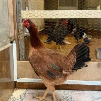 مرغ لاری قهوه ای|حیوانات مزرعه|آمل, |دیوار