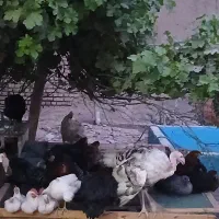 تخم مرغ محلی