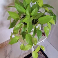 گل و گلدان|گل و گیاه طبیعی|رشت, حافظ آباد|دیوار