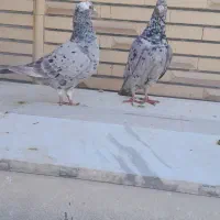 فروش فوری جفت سرور درجه یک