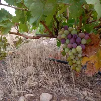 فروش باغ انگور،آبی ازگله