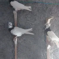 طوقی کفتر کبوتر|پرنده|مشهد, انقلاب|دیوار