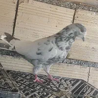 ۶عددکفتر اوچان درجه یک