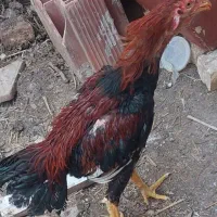 خروس لاری اصل