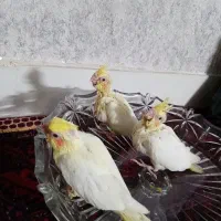 عروس هلندی جوجه|پرنده|مشهد, آزادشهر|دیوار