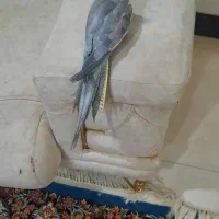 فروش عروس هلندی|پرنده|مسجد سلیمان, |دیوار