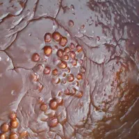 سمنو ارگانیک خانگی