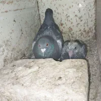 فروش ماده پلاکی مسافتی