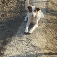 واگذاری نر و ماده نگهبان