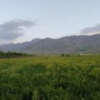 فروش ۷۵۰ پرس یونجه|عمده‌فروشی|شهرکرد, |دیوار