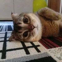 واگذاری گربه