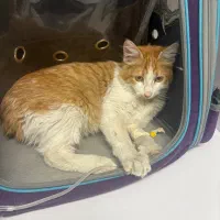 واگذاری گربه نر