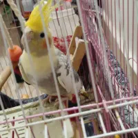 پرنده|پرنده|کلاله, |دیوار