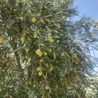 فروش زیتون سبز فیشوم ورطبی درجه یک دست چین|خوردنی و آشامیدنی|شیراز, باغ تخت|دیوار