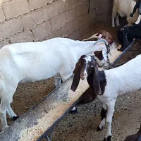 بز نجدی|حیوانات مزرعه|مسجد سلیمان, |دیوار