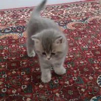 فروش گربه ی بریتیش|گربه|تبریز, |دیوار