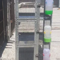 جفتگاه کبوتر