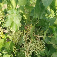 کارگر ساده جهت چیدن انگور 5