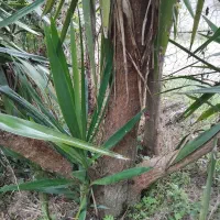 گل یوگا|گل و گیاه طبیعی|تالش, طولارود|دیوار