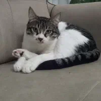 گربه گمشده