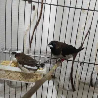 فنچ بنگالی|پرنده|پاکدشت, خاتون آباد|دیوار