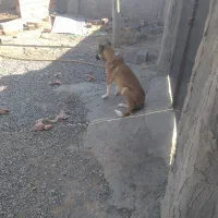 واکذاری سک یک ساله