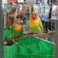 یک جفت طوطی برزیلی مولد