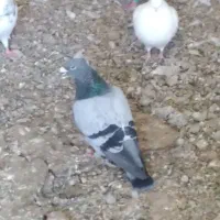 فروشی چند تا کفتر|پرنده|بوئین زهرا, |دیوار