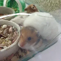 همستر|موش و خرگوش|تهران, تهرانپارس شرقی|دیوار