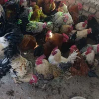 خروس کوردی