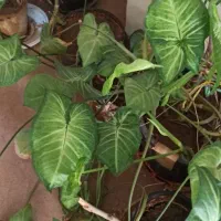 گل آپارتمانی