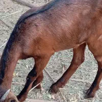 بز نزار کهره ماده و نر اطراف تازیان|حیوانات مزرعه|بندرعباس, |دیوار
