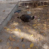 بوقلمون و اردک|حیوانات مزرعه|دماوند, دماوند|دیوار