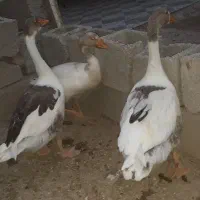غاز برای فروش