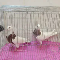 کبوترآس درجه یک