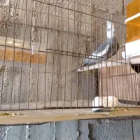 عروس هلدی نر مست|پرنده|بندر گناوه, |دیوار