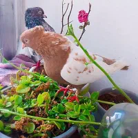 چهار عدد سینه سار زرد  میزون|پرنده|مشهد, شهید آوینی|دیوار