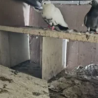 کبوتر رنگی|پرنده|اهواز, طالقانی|دیوار