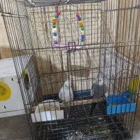 عروس هلندی وایت فیس و دوکت|پرنده|شادگان, |دیوار