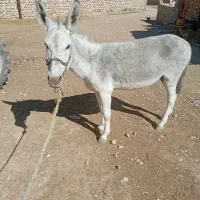 الاغ نر جوان|حیوانات مزرعه|دشمن زیاری, |دیوار