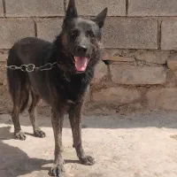 ژرمن وورک جهت واگذاری