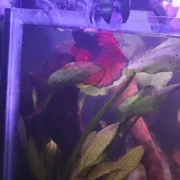 فایتر هافمون نر