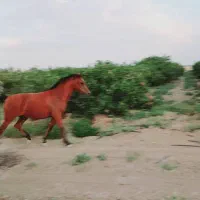 فروشی|اسب و تجهیزات اسب‌سواری|ورامین, ورامین|دیوار